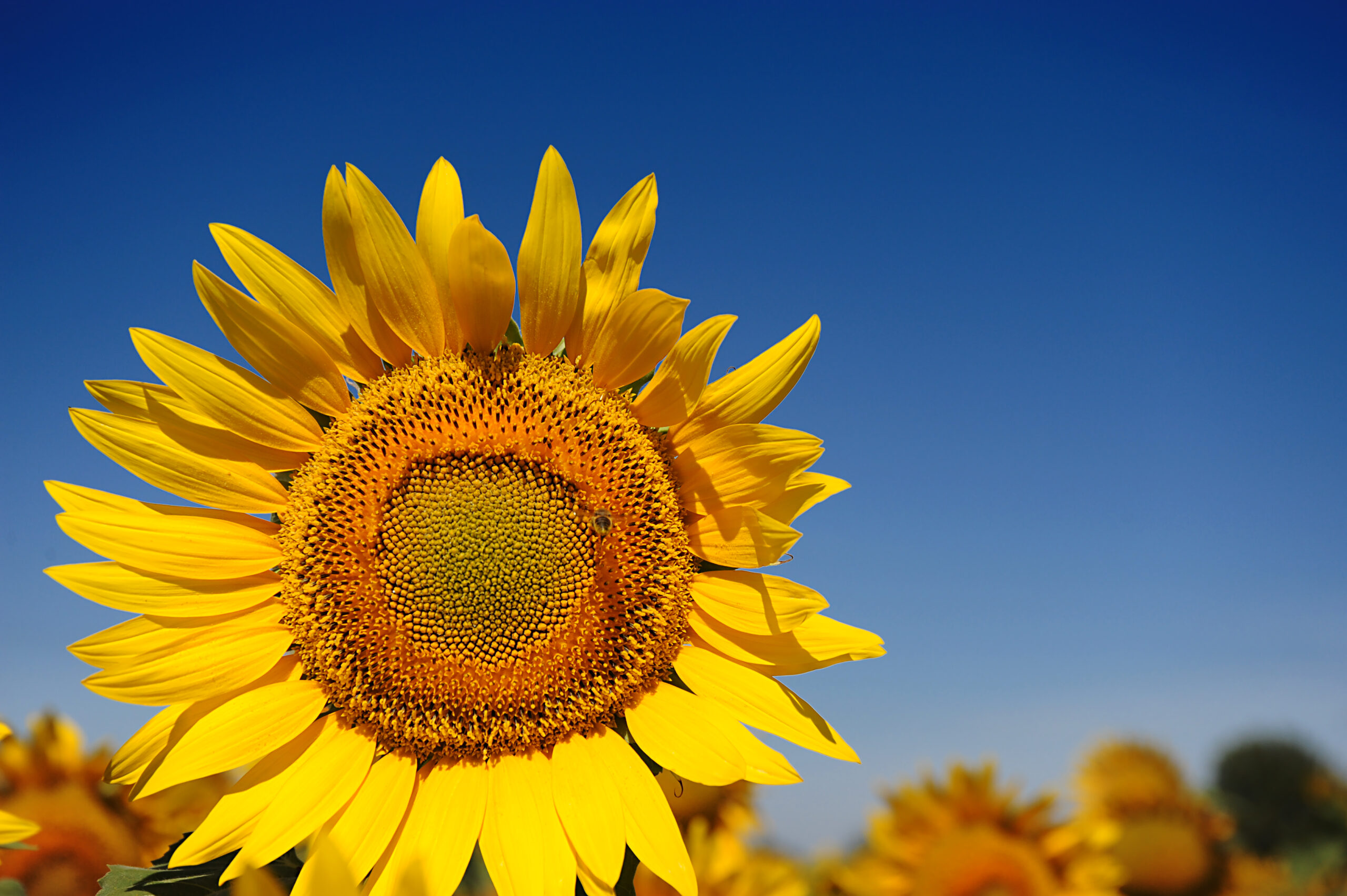 girasole